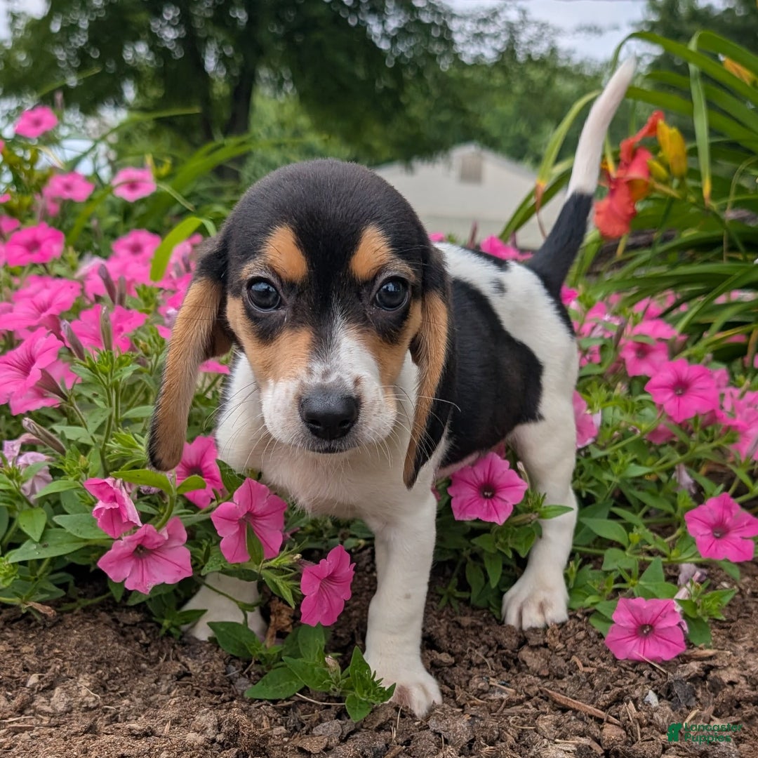 Beagle dogs for sale: Chocolate - Image 5