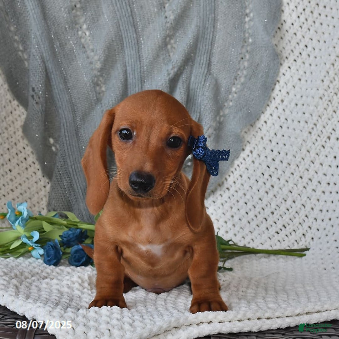 Miniature Dachshund dogs for sale: Miniature Dachshund 6 puppies - Image 8