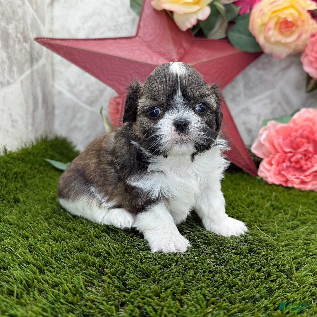 Shih Tzu dogs for sale: Charlotte - Image 12