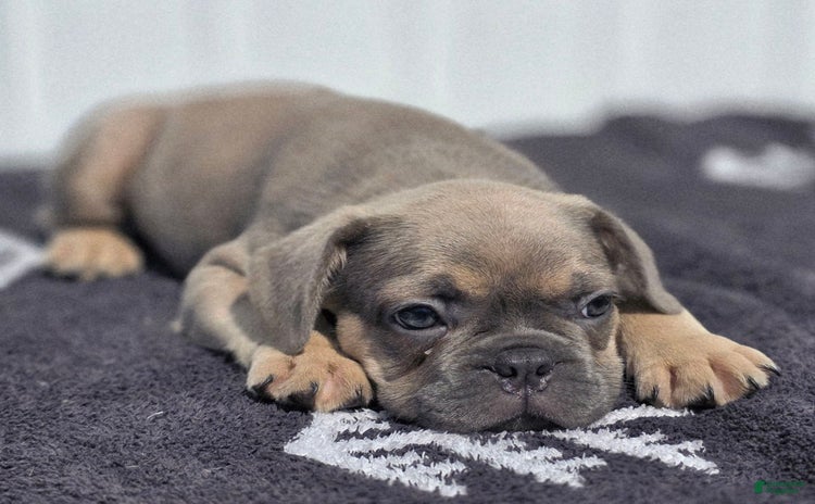 French Bulldog dogs for sale - Ad 1