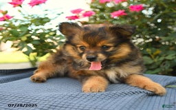 Smooth Fox Terrier dogs for sale: Oscar - Image 4