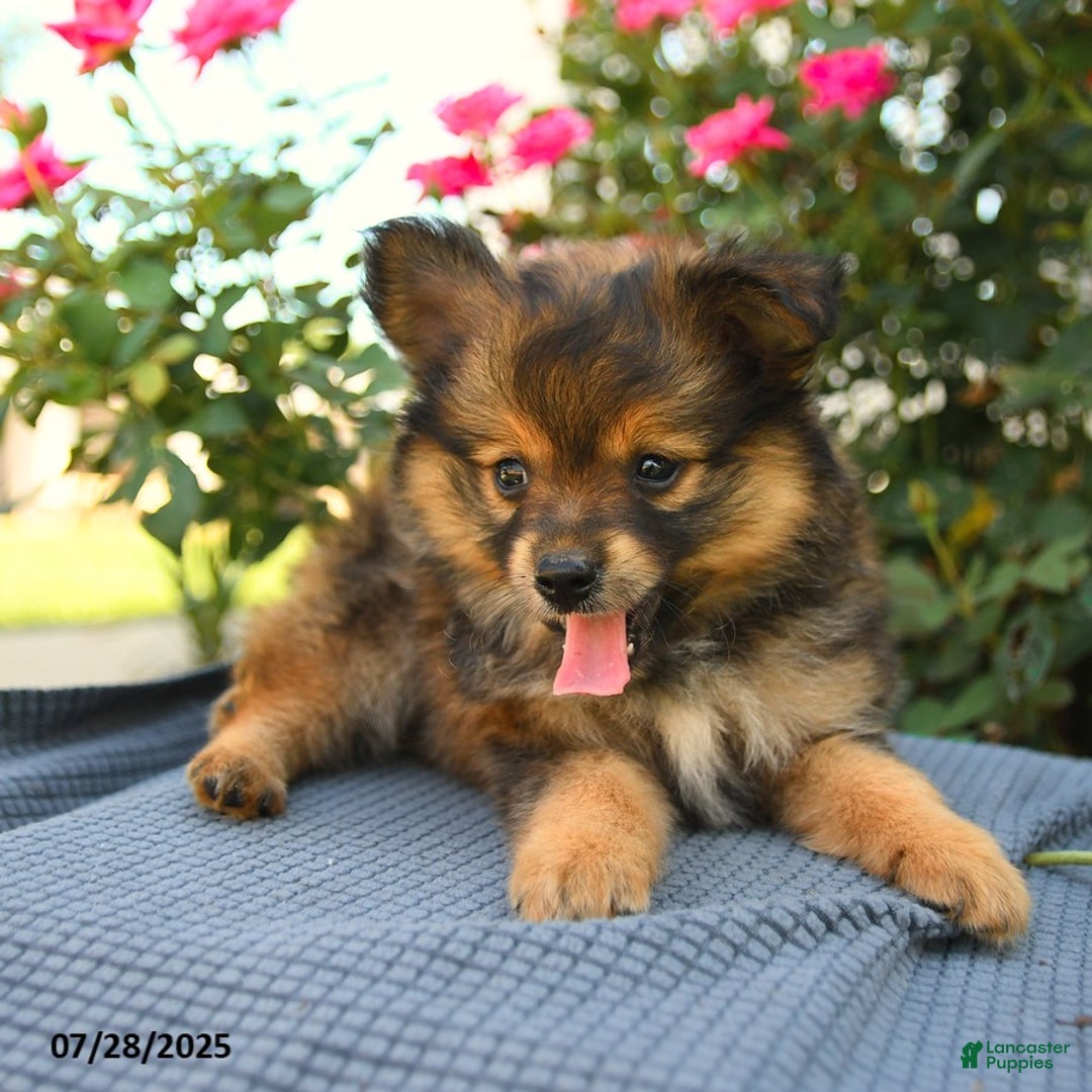 Smooth Fox Terrier dogs for sale: Oscar - Image 4