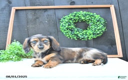 Dachshund dogs for sale: Kiki - Image 1