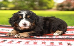 Mini Bernedoodle dogs for sale: Selah - Image 4