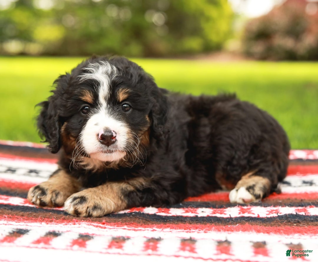 Mini Bernedoodle dogs for sale: Selah - Image 4