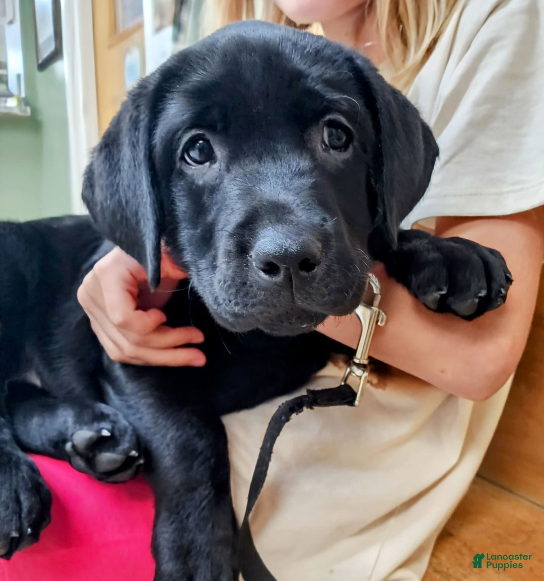 Labrador Retriever dogs for sale: Roxie - Image 1