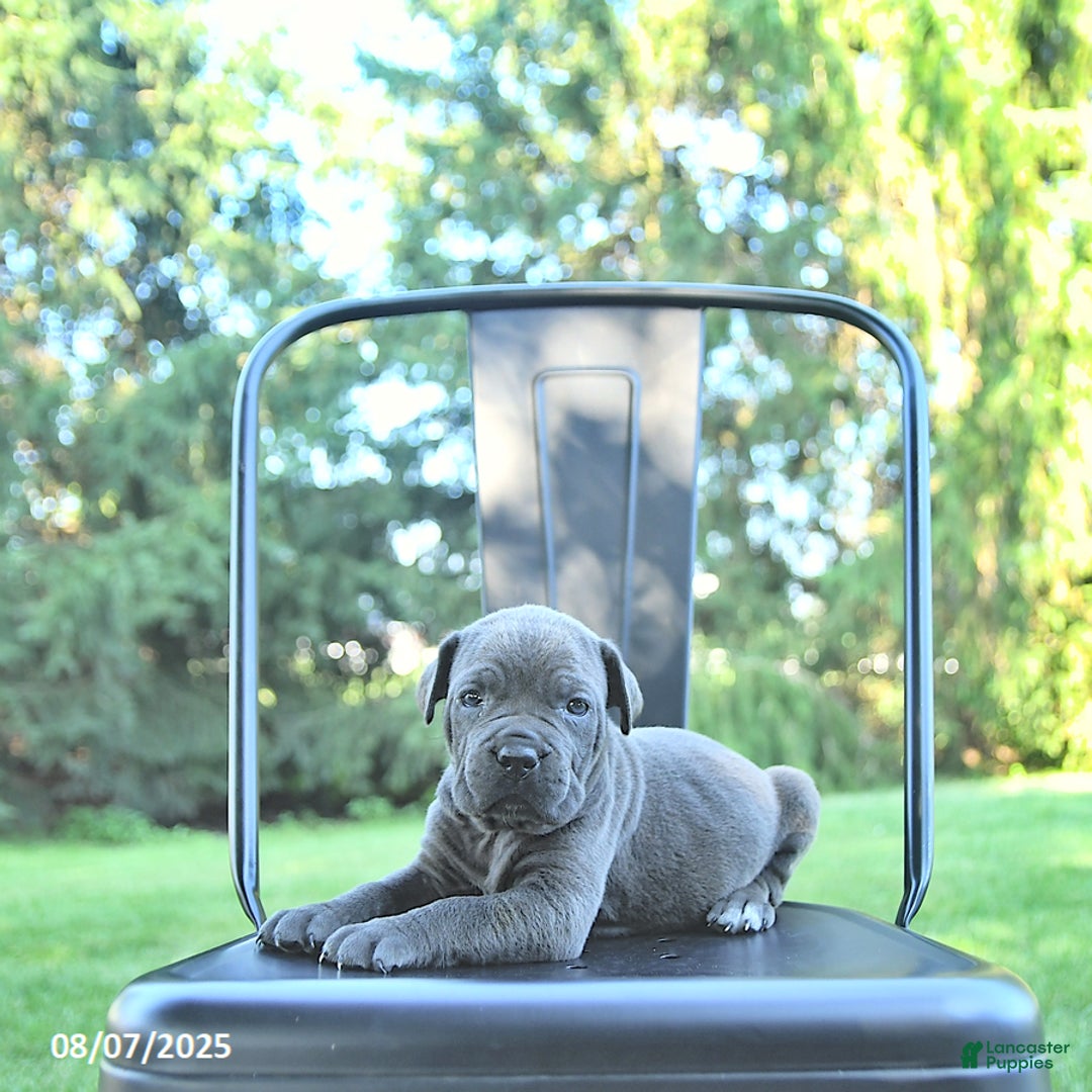 Cane Corso dogs for sale: Onyx - Image 5