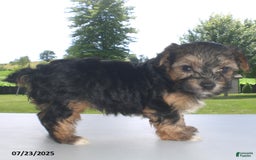 Yorkiepoo dogs for sale: Sammy - Image 24