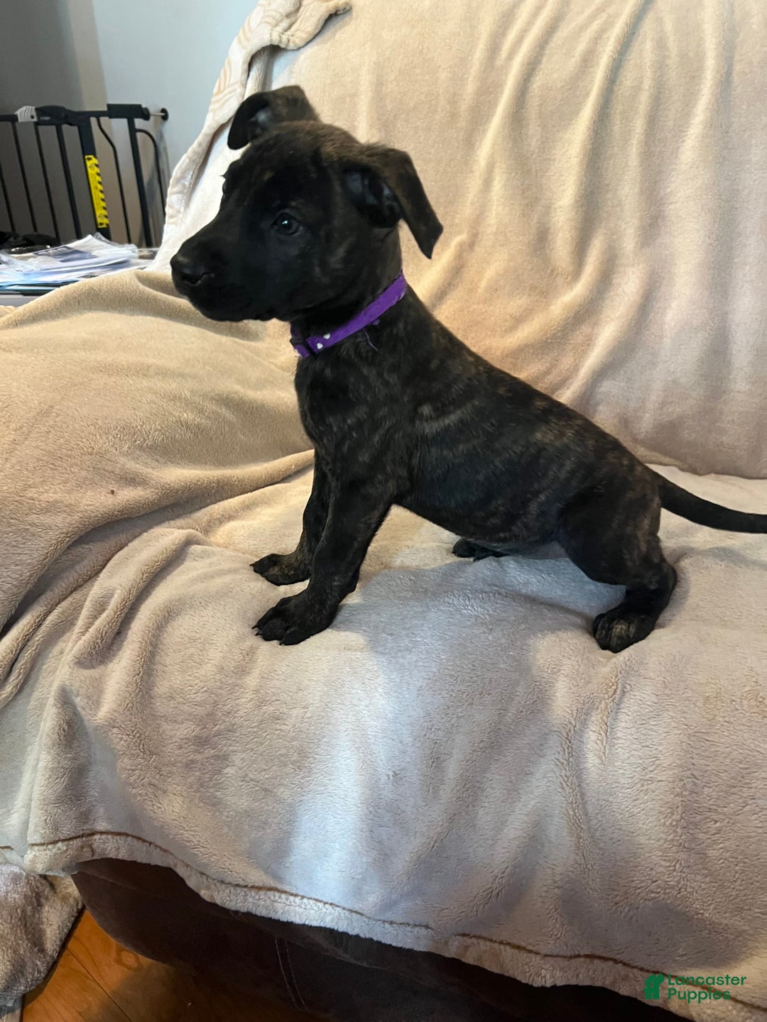 German Shepherd dogs for sale: Raven - Image 1