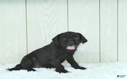 Miniature Poodle dogs for sale: Sarge - Image 3