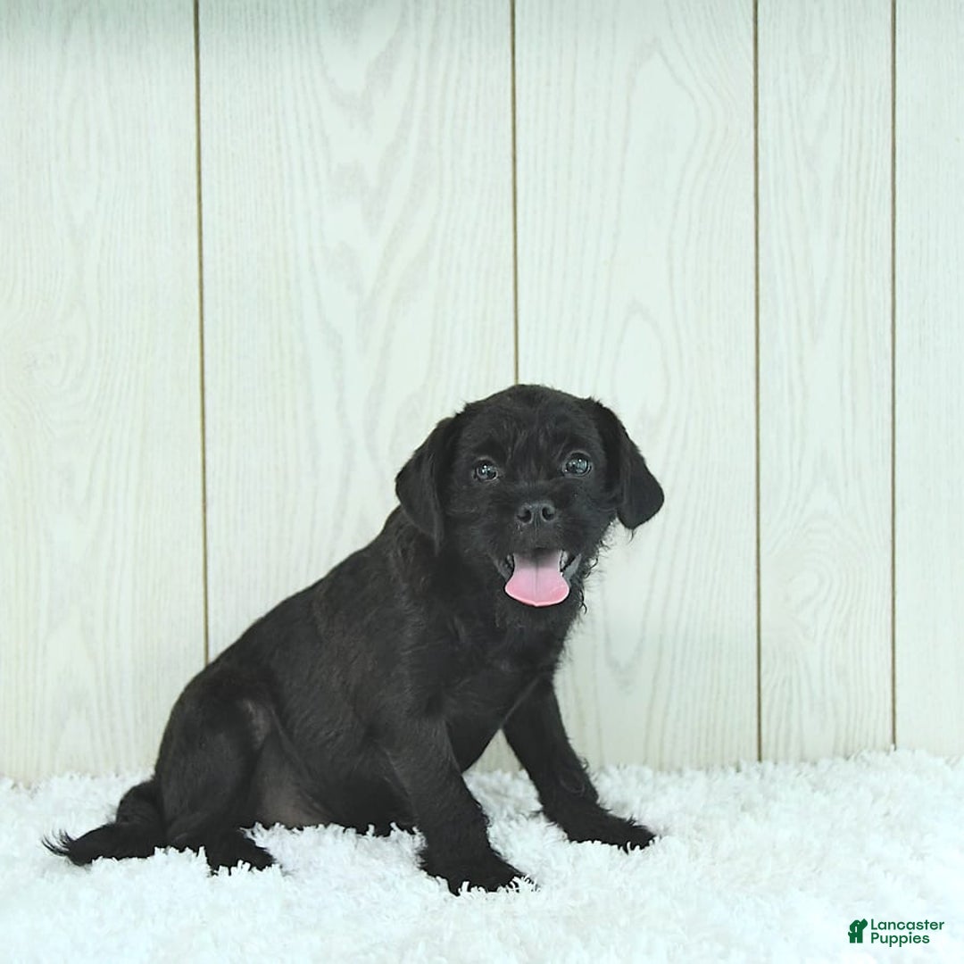 Miniature Poodle dogs for sale: Sarge - Image 3