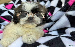 Shih Tzu dogs for sale: Mopsy - Image 5