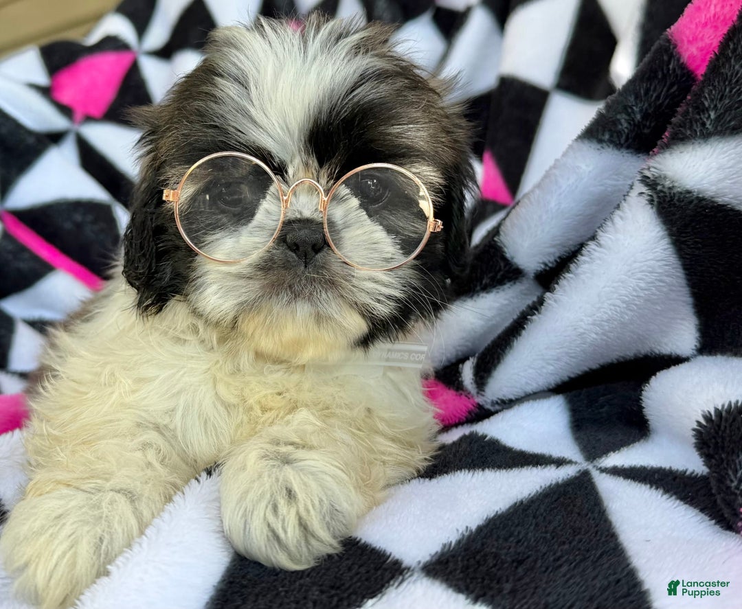 Shih Tzu dogs for sale: Mopsy - Image 5