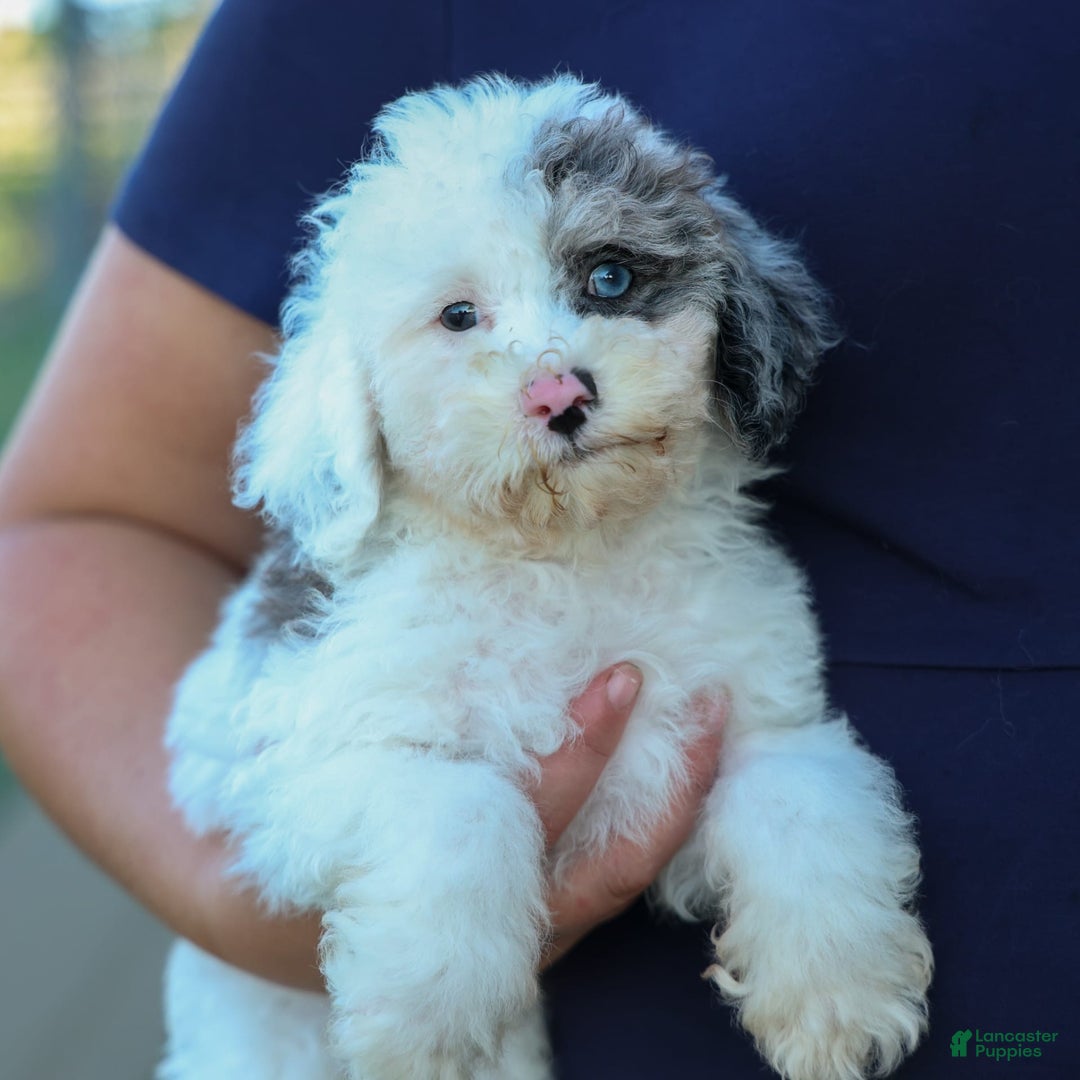 Bichpoo dogs for sale: Bowie - Image 5