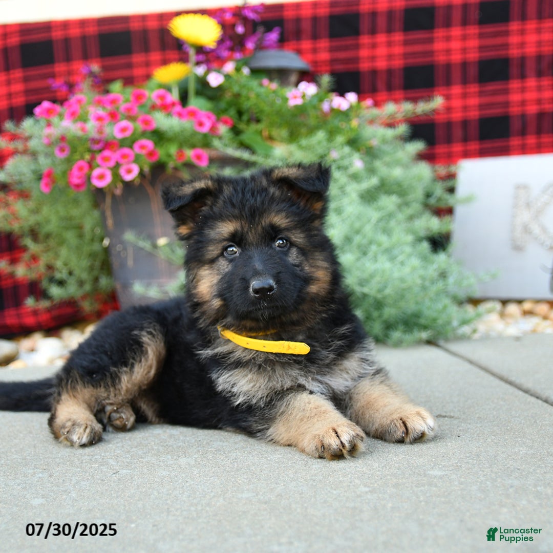 German Shepherd dogs for sale: Honey - Image 5