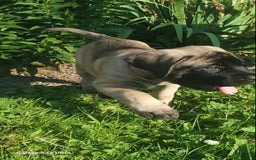 English Mastiff dogs for sale: Pinky - Image 23