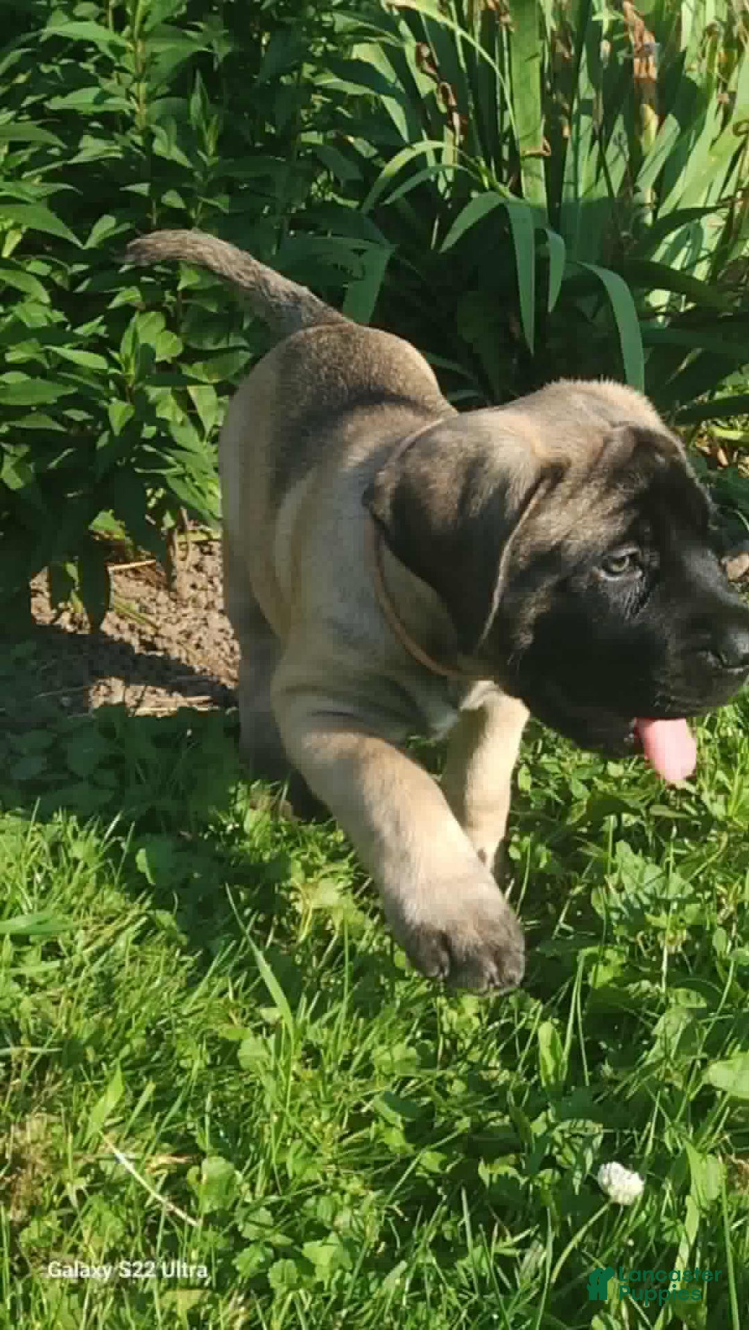 English Mastiff dogs for sale: Pinky - Image 23