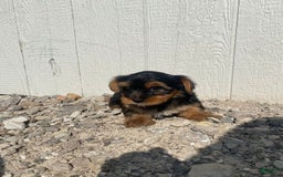 Yorkshire Terrier dogs for sale: Malcolm - Image 11