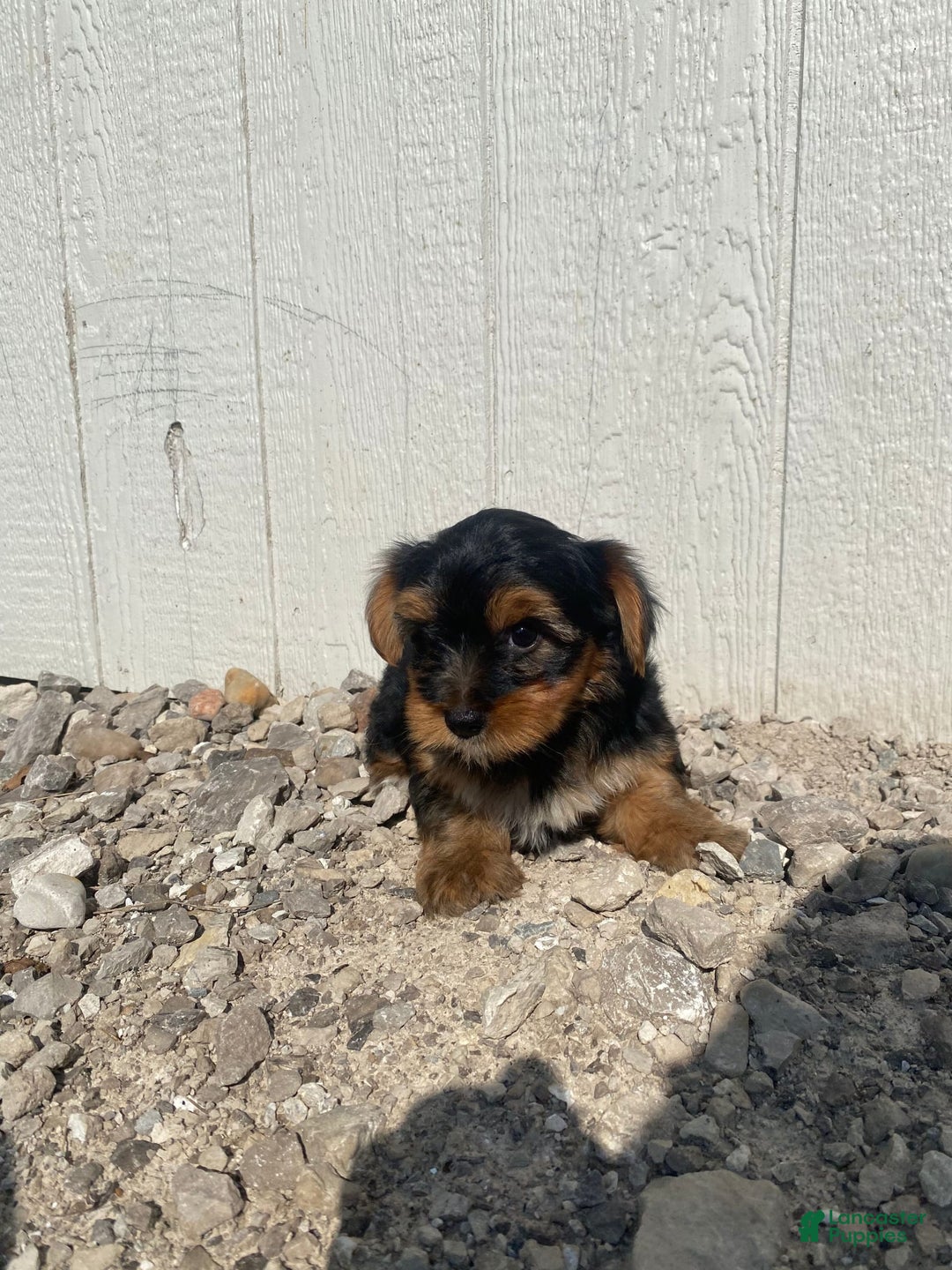 Yorkshire Terrier dogs for sale: Malcolm - Image 11