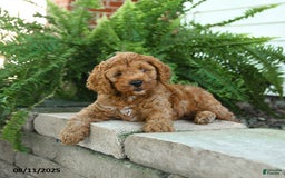 Cockapoo dogs for sale: Bear - Image 2