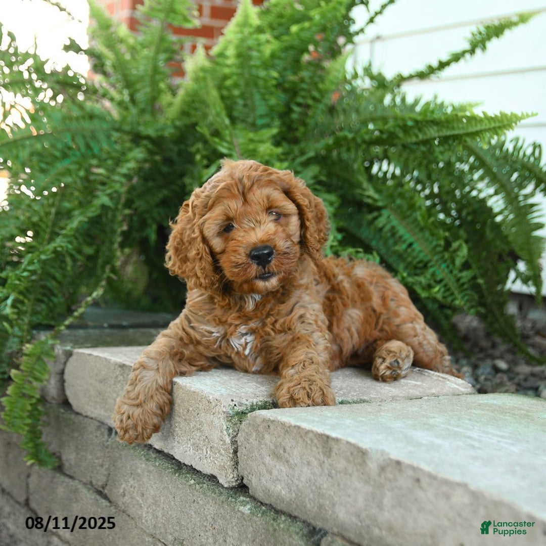 Cockapoo dogs for sale: Bear - Image 2