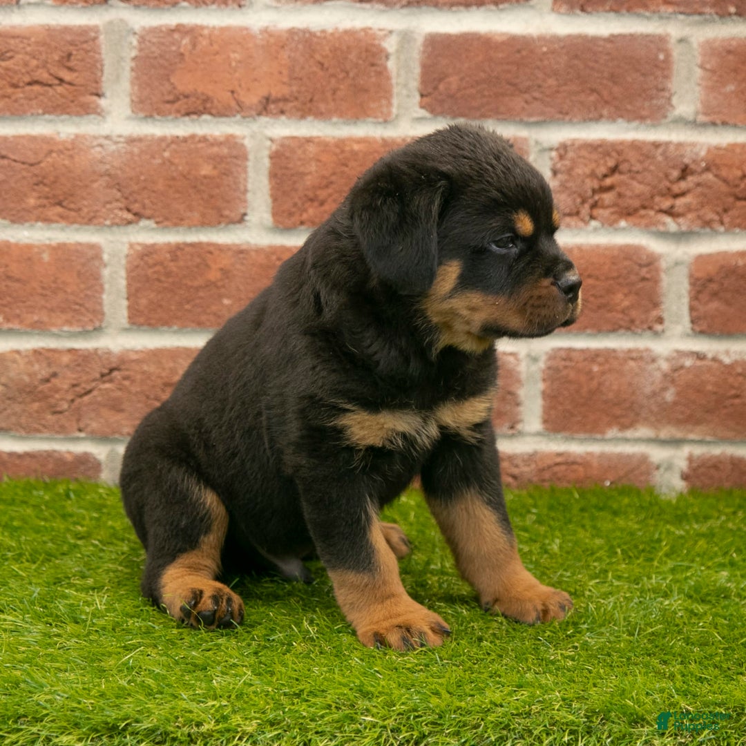 Rottweiler dogs for sale: Diesel - Listing for pets: Hunter, Lightining, Elliot, Diesel - Image 3