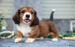 Miniature Dachshund dogs for sale: Christopher - Image 2