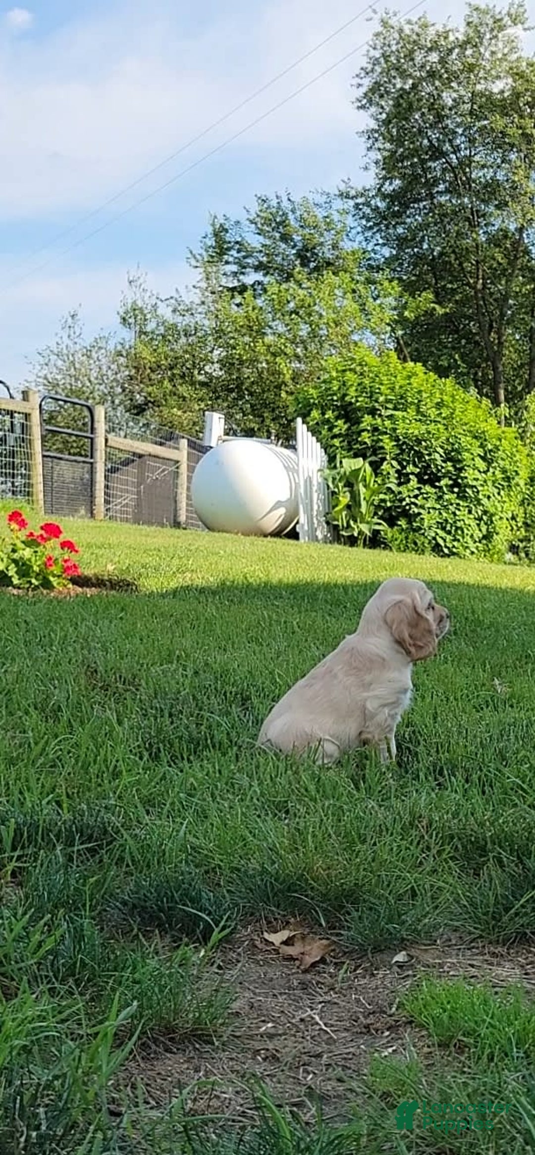 Cocker Spaniel dogs for sale: Rusty - Image 1