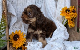 Cockapoo dogs for sale: Hazel - Image 10