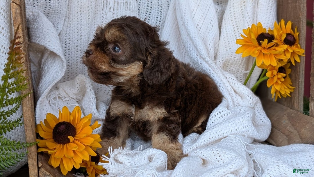 Cockapoo dogs for sale: Hazel - Image 10