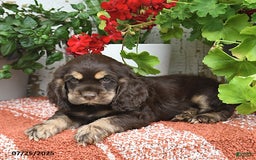 Cocker Spaniel dogs for sale: Rufus - Image 3