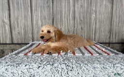 Mini Goldendoodle dogs for sale: Angie - Image 11