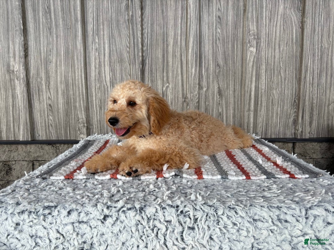 Mini Goldendoodle dogs for sale: Angie - Image 11