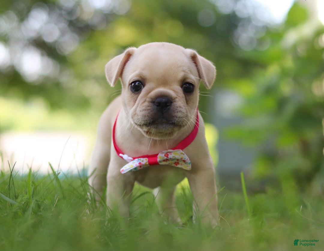 French Bulldog dogs for sale: Lacey - Image 2
