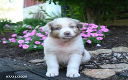 Australian Shepherd dogs for sale: Bear - Image 5
