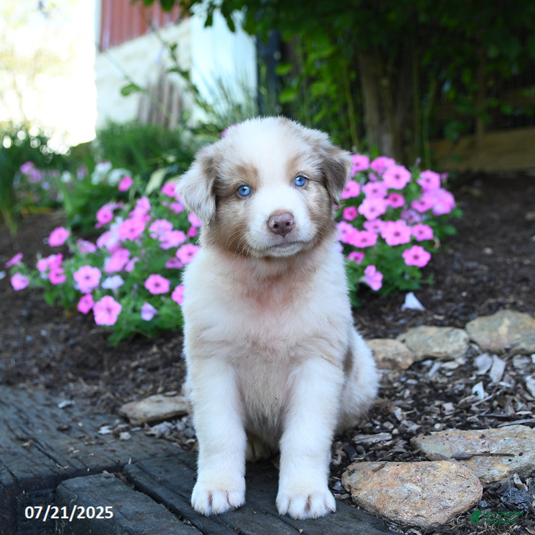 Australian Shepherd dogs for sale: Bear - Image 5