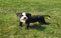 American Bulldog dogs for sale: Matilda - Image 16