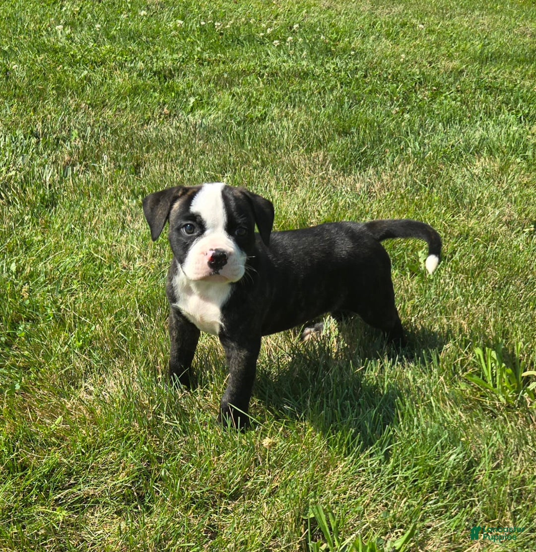 American Bulldog dogs for sale: Matilda - Image 16