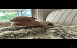 American Bully dogs for sale: Simba - Image 9