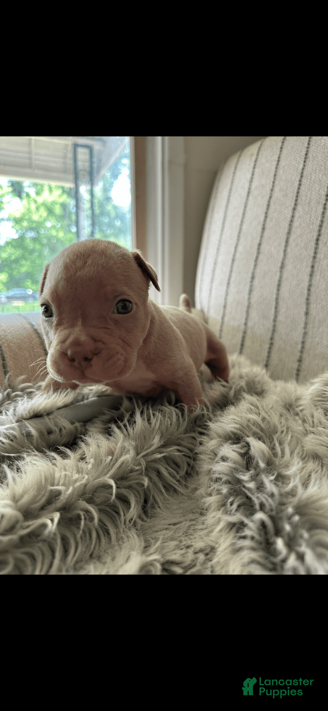 American Bully dogs for sale: Simba - Image 9