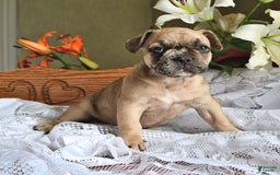 French Bulldog dogs for sale: Ralph - Image 2