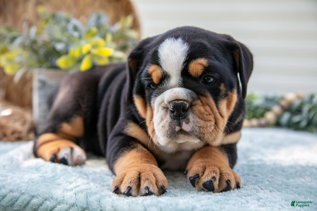 English Bulldog dogs for sale: Eva - Image 5