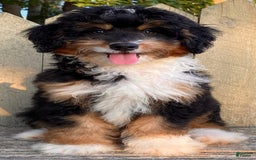 Mini Bernedoodle dogs for sale: 💜 In Boston Massachusetts 💜 Traditional Tri Color 💜 Mini Bernedoodle 💜 - Image 4