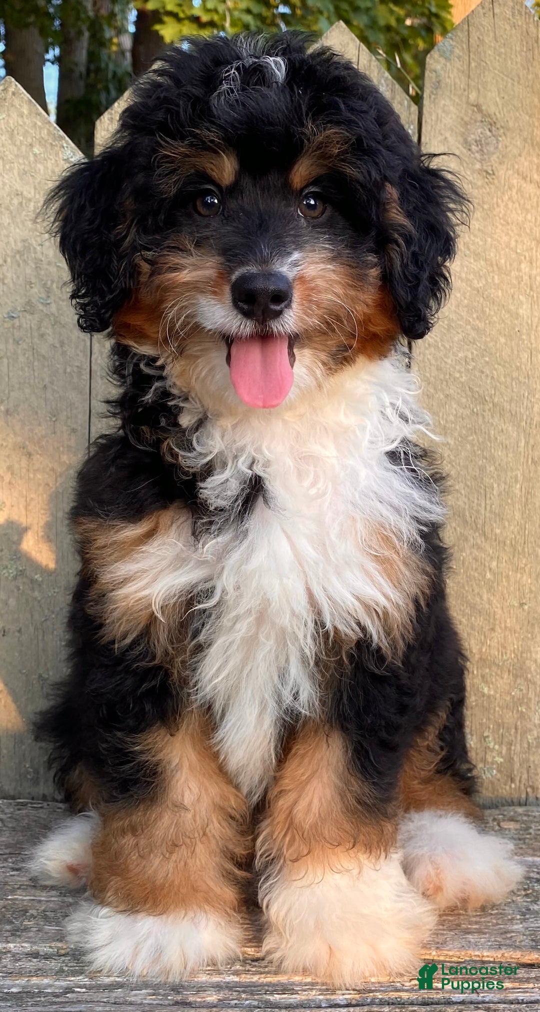 Mini Bernedoodle dogs for sale: 💜 In Boston Massachusetts 💜 Traditional Tri Color 💜 Mini Bernedoodle 💜 - Image 4