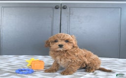 Mini Goldendoodle dogs for sale: Milo - Image 10