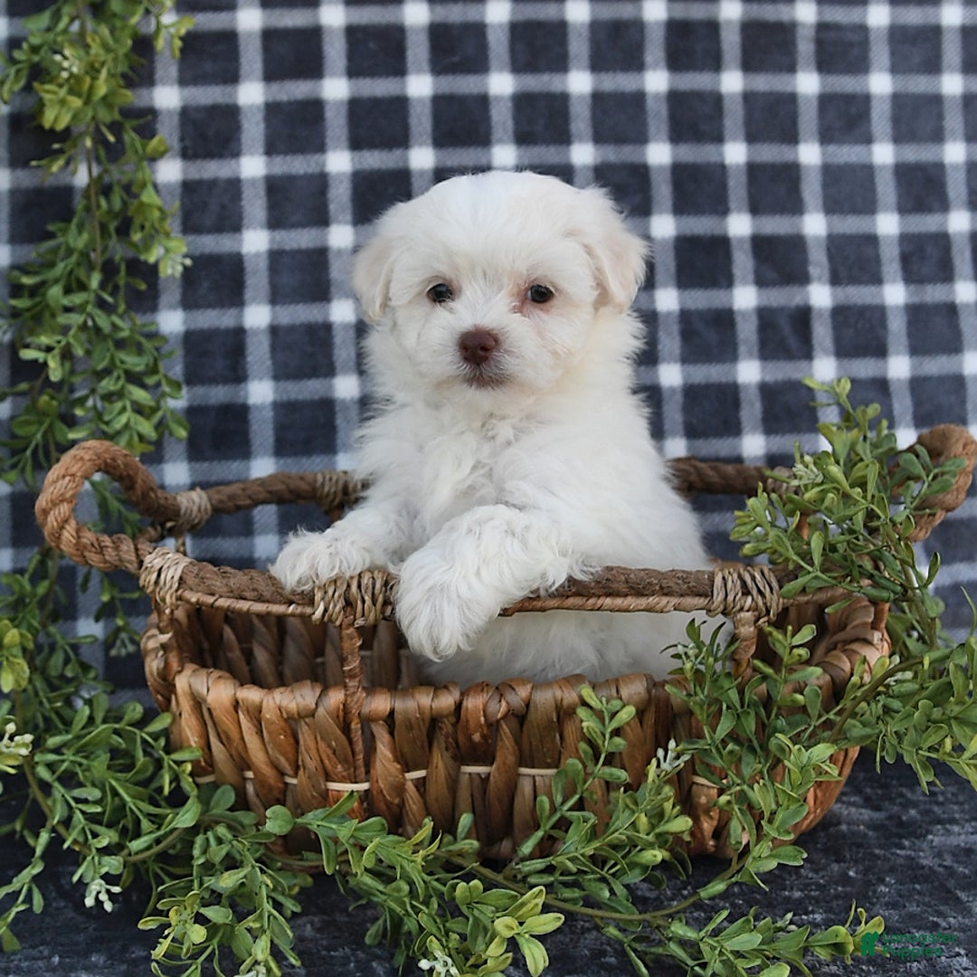 Havanese dogs for sale: Cayden - Image 4