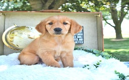 Golden Retriever dogs for sale: Allie - Image 16