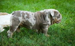 English Bulldog dogs for sale: Turbo - Image 7