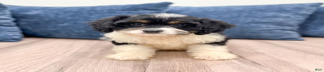 Lulu