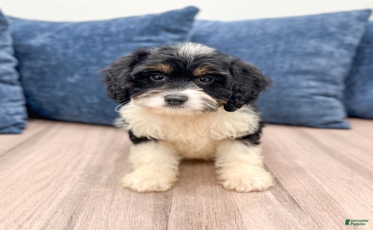 Cavapoo dogs for sale - Ad 1